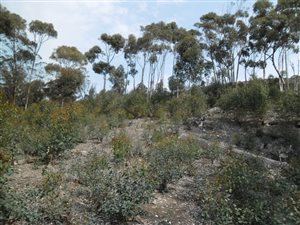 1671 m² Land available in Bredasdorp