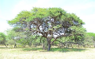 930 ha Farm in Roedtan