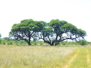 930 ha Farm in Roedtan