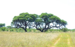 930 ha Farm in Roedtan