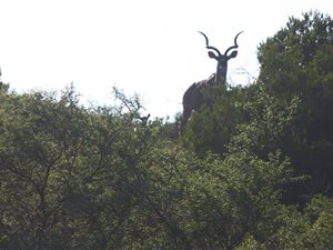 1755 m² Land available in Hartenbos