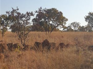 8.5 ha Farm in Vasfontein
