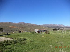 3.5 ha Farm in Tesselaarsdal