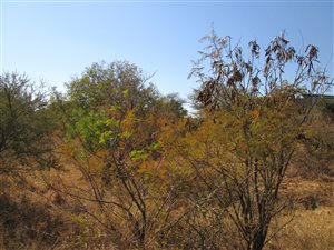 957 m² Land available in Seasons Lifestyle Estate