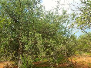 1.2 ha Land available in Raptors View Wildlife Estate