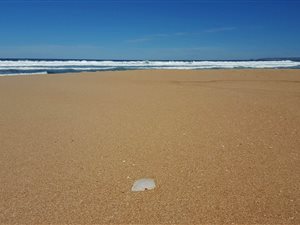 1076 ha Land available in Outeniqua Strand