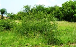 1025 m² Land available in Birdwood