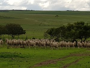 258.2 ha Farm in Paarl