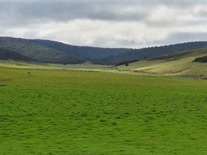 1331 ha Farm in Alexandria