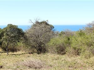 805 m² Land available in Cintsa