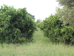 135 ha Farm in Groot Marico