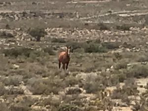 755 ha Farm in Ladismith