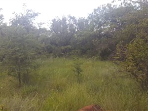 5.3 ha Land available in Donkerhoek