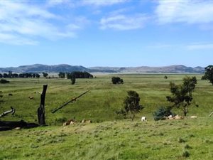 40 ha Farm in Balfour