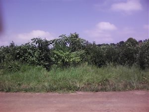 1115 m² Land available in Graskop