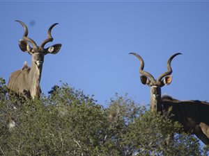 797 ha Farm in Ladismith