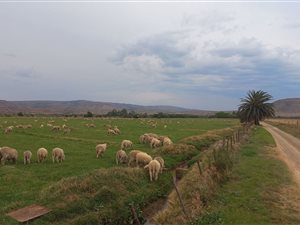 33 ha Farm in Somerset East