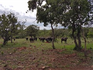 738 ha Farm in Modimole (Nylstroom)