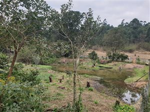 2.9 ha Land available in Peacevale