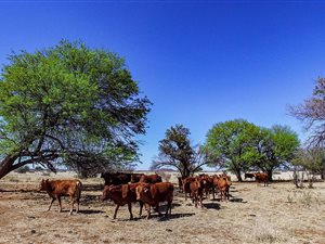 582.7 ha Farm in Douglas