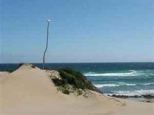 767 m² Land available in Oyster Bay