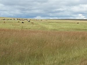 400 ha Farm in Dundee