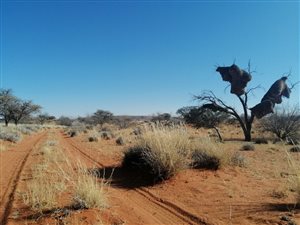 10029 ha Farm in Kenhardt