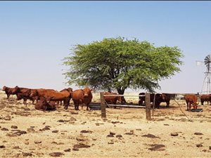 343 ha Farm in Bultfontein