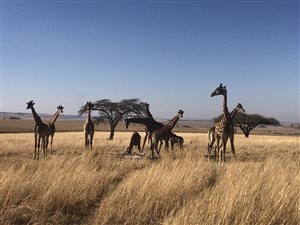 630 ha Farm in Newcastle Central