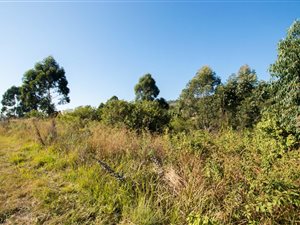1.6 ha Land available in Alverstone