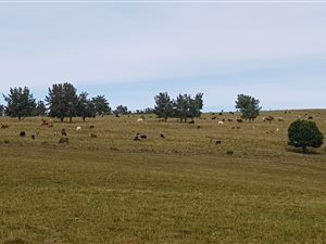 840 ha Farm in Heidelberg