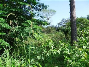 1803 m² Land available in Kloof