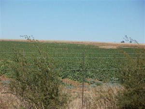 111 ha Farm in Vredefort