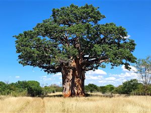 1332 ha Farm in Musina