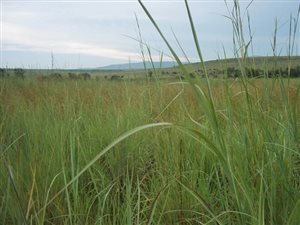 715 m² Land available in Lydenburg