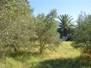 520 m² Land available in Riebeek Kasteel