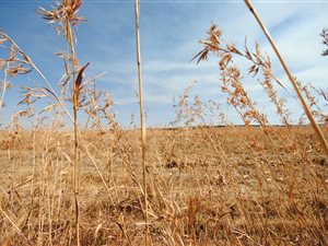 310 ha Farm in Middelburg