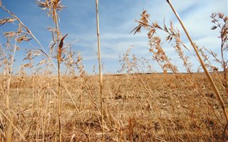 310 ha Farm in Middelburg