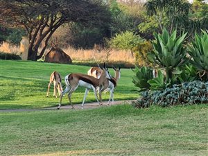 1100 m² Land available in Pebble Rock