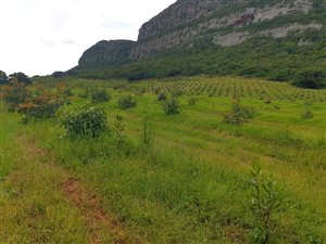 Farm in Musina