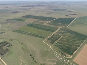 579 ha Farm in Koppies