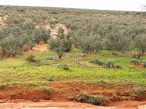 3156.6 ha Farm in Kenhardt