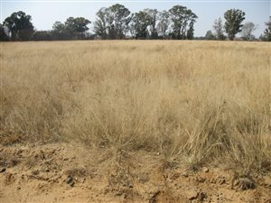 1 ha Land available in Martindale