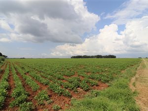 142 ha Farm in Welgedacht