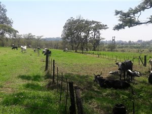 39.1 ha Farm in Newcastle Central