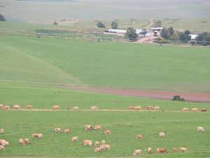 538 ha Farm in Elliot