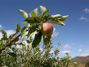 175 ha Farm in Montagu