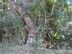 1350 m² Land available in Port Edward