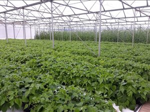 290 ha Farm in Albertinia