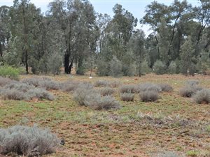 1983 m² Land available in Highbury